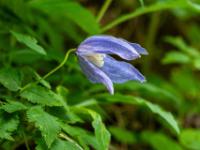 Blüte der Alpen Waldrebe
